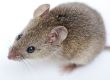 Mouse control Doncaster
