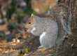 Squirrel control Doncaster