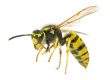 Wasp nests Doncaster