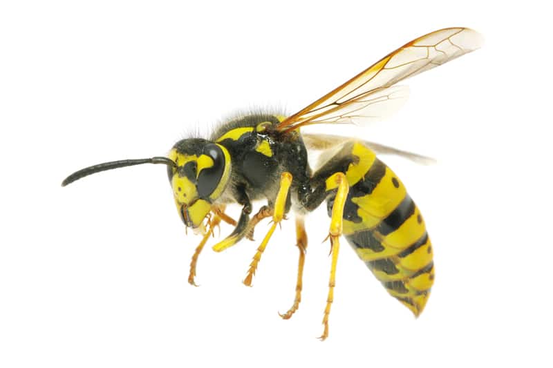Wasp nests Doncaster