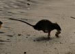 Rat control doncaster