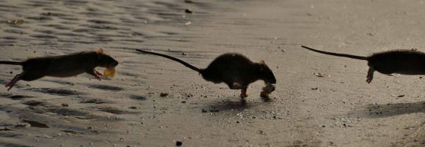 Rat control doncaster