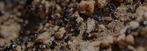 Ant pest control