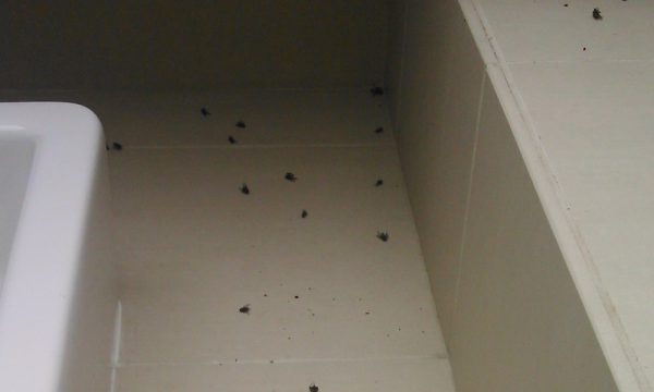 Cluster fly