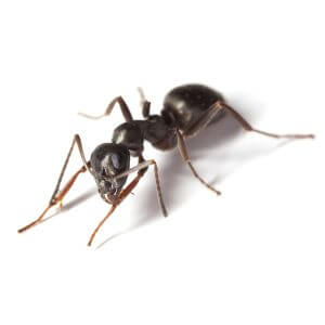 Ants pest control