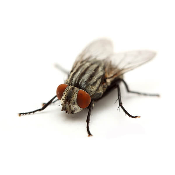 fly control doncaster