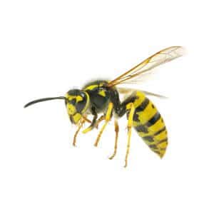 Wasp pest control