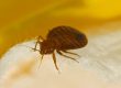 bed bug advice