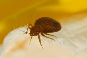bed bug control in Doncaster