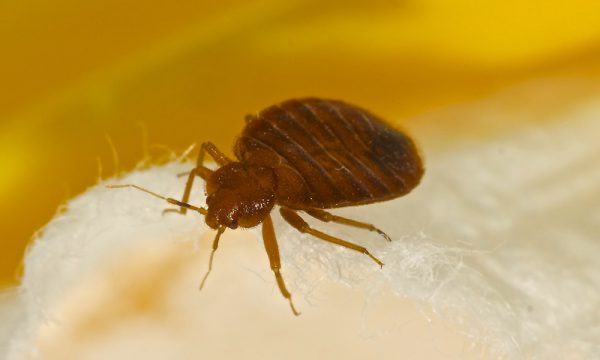 bed bug advice