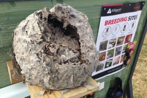Wasp nest control