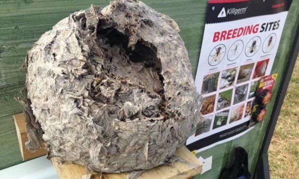 Wasp nest control
