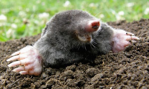mole control Doncaster area