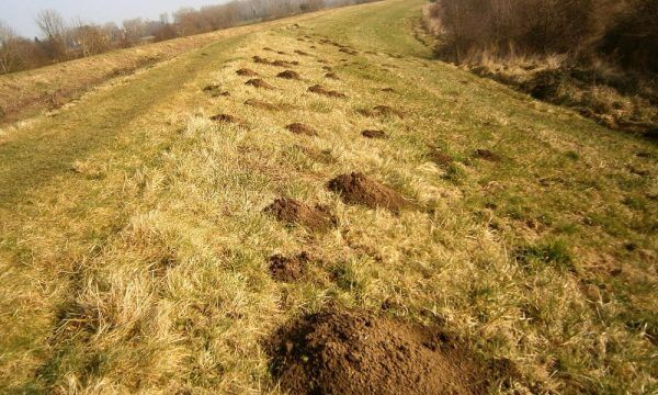 Mole control Doncaster