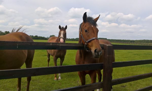 mole control horse paddocks
