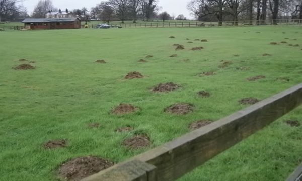 Mole pest control