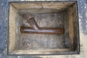 rats in drains