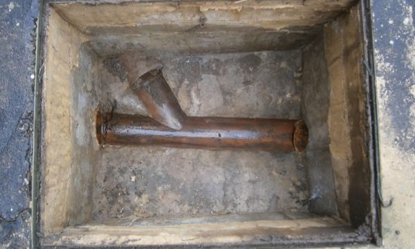 rats in drains