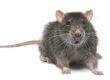 Rodent control Doncaster