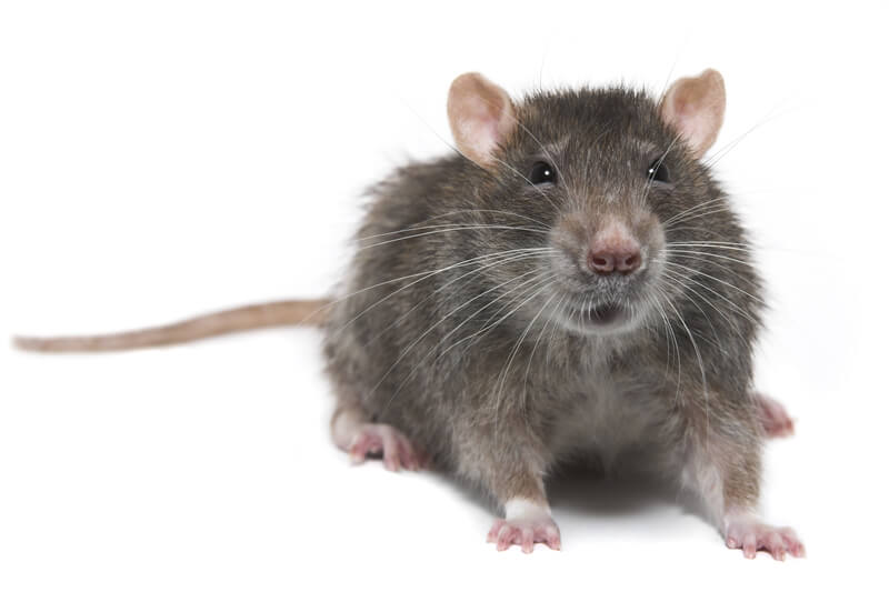 Rodent control Doncaster