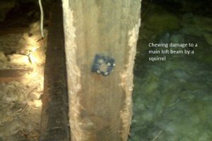Squirrel damage
