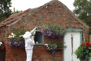 Treating wasps nests