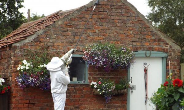 Treating wasps nests