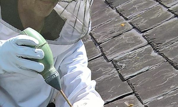 wasp control doncaster