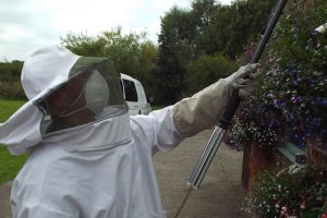 Wasp nest control Doncaster