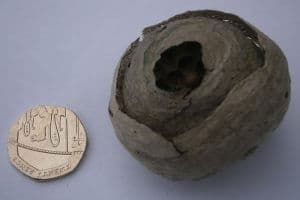 Wasp nest