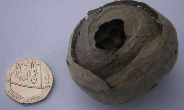 Wasp nest