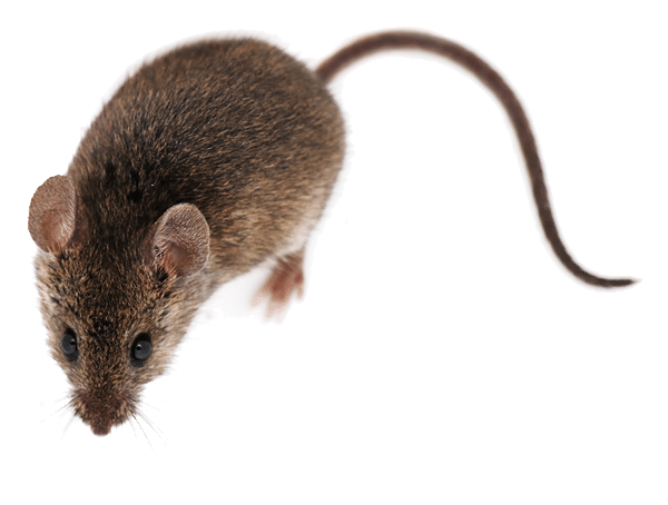 Agricultural pest control