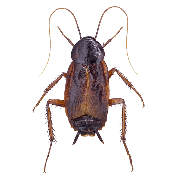 Commercial pest control Doncaster
