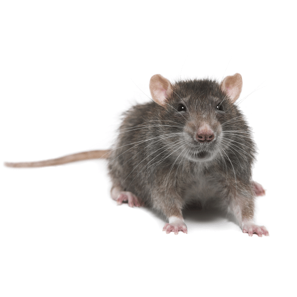 rat mouse control doncaster