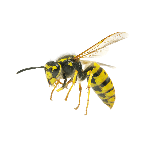 Domestic pest control services