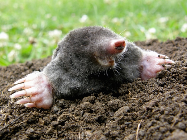 Mole control Doncaster
