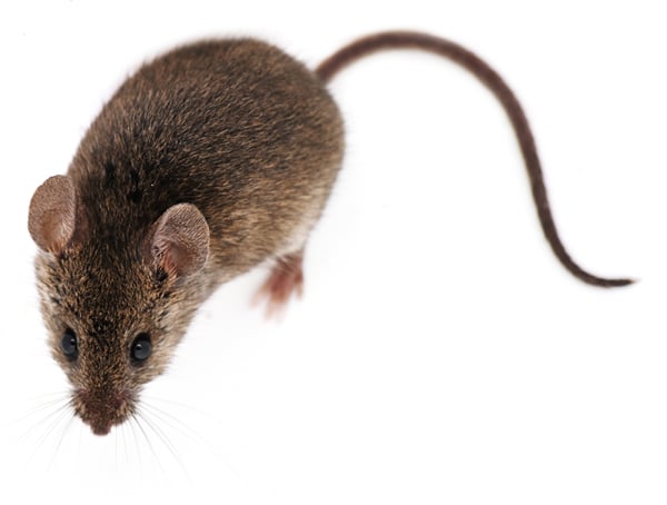 Farm Mouse control