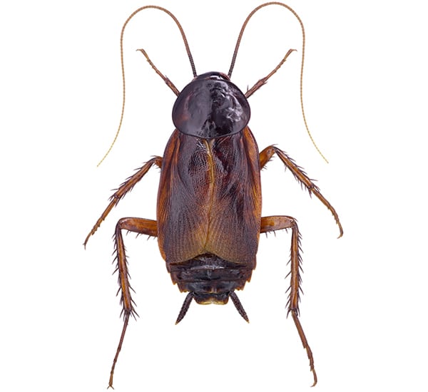Pests cockroaches