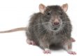 rat mouse control doncaster