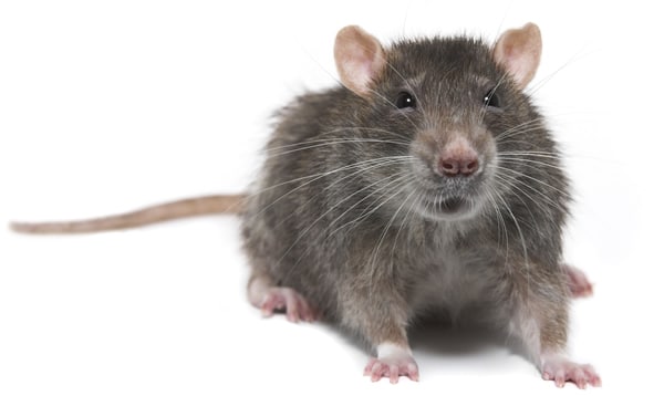 rat mouse control doncaster