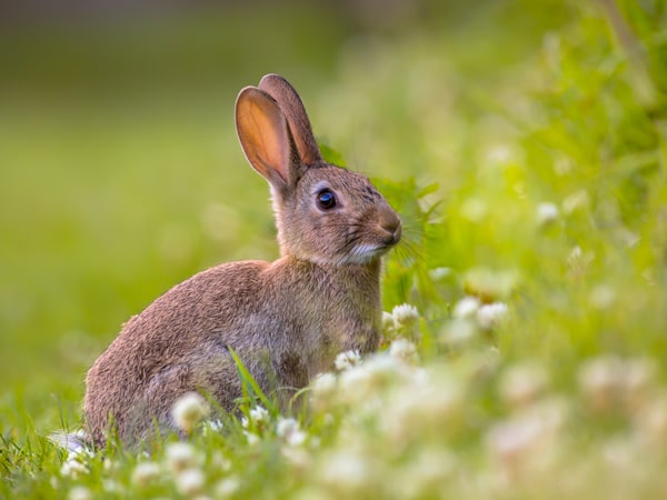 Rabbit control