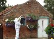 top 3 spring insect pests