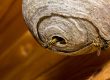 Wasp nest removal Doncaster