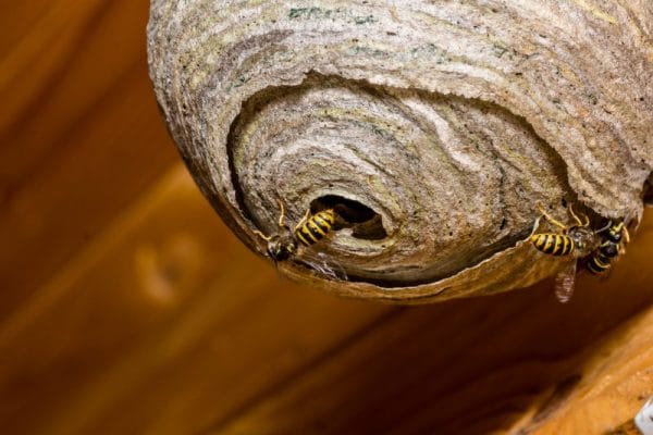Wasp nest removal Doncaster