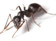 Ant control Doncaster