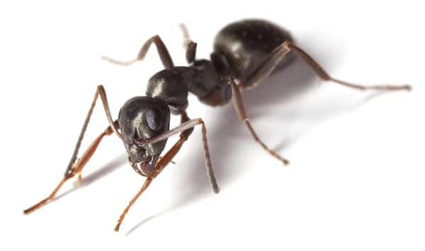 Ant control Doncaster