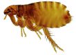 Flea control