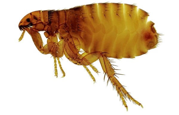 Flea control