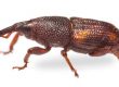 Stored Product Insects