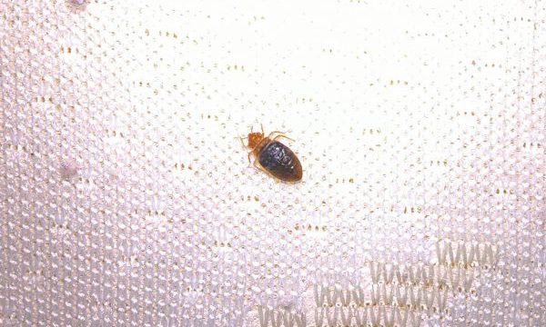 bed bug